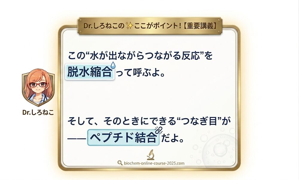 Dr.しろねこによる生化学講義イラスト。アミノ酸同士が結合してタンパク質が作られる重要なメカニズムを解説しています。アミノ酸が結合する瞬間に水分子（$H_2O$）が1個ポロッと取れる反応を「脱水縮合」と呼び、そのときに結合した分子同士のつなぎ目のことを「ペプチド結合」と呼びます。テストや受験に出る最重要ポイントを、一目でイメージして覚えられる図解です。