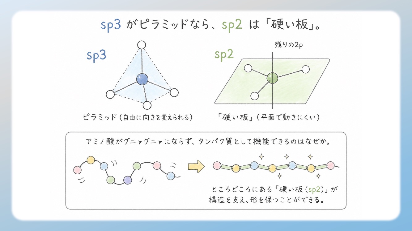 sp2混成軌道の「平面構造」が、アミノ酸のペプチド結合を「回らない平らな板」に変えるメカニズムを視覚化した図解です。単結合（sp3）との決定的な違い、120度の結合角、そして垂直なp軌道が作るπ結合の仕組みを解説。タンパク質が精密な立体構造を維持できる物理学的理由を、Dr.しろねことこはくがスッキリ解き明かします。生化学・有機化学の試験頻出ポイントを網羅し、暗記から論理的理解へと導く一枚です。