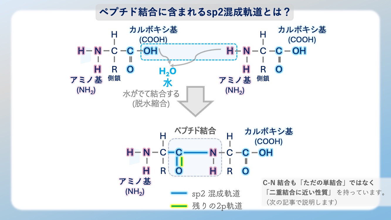 sp2混成軌道の「平面構造」が、アミノ酸のペプチド結合を「回らない平らな板」に変えるメカニズムを視覚化した図解です。単結合（sp3）との決定的な違い、120度の結合角、そして垂直なp軌道が作るπ結合の仕組みを解説。タンパク質が精密な立体構造を維持できる物理学的理由を、Dr.しろねことこはくがスッキリ解き明かします。生化学・有機化学の試験頻出ポイントを網羅し、暗記から論理的理解へと導く一枚です。