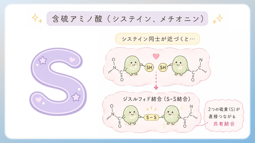 含硫アミノ酸（システイン、メチオニン）についてわかりやすく説明したイラストです。 どんなキャラ？：側鎖に「硫黄原子（S）」を含んでいる、タンパク質の形をキープする最強の接着担当です。 ロジック：特にシステインが持っている「-SH（チオール基）」という手がめちゃくちゃ重要！システイン同士が近くに並ぶと、水素（H）を放り出して、硫黄同士が直接手を結びます。これを「ジスルフィド結合（S-S 結合）」と呼びます。 水素結合やイオン結合は熱や水で簡単に切れちゃいますが、この S-S 結合は電子を共有した「共有結合」なので、切れにくいクリップのような結合です。 