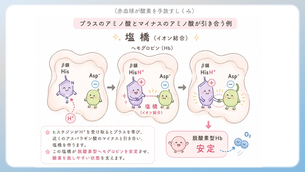 アミノ酸が酸性や塩基性になることで、どういう現象がおきているかをわかりやすく説明したイラストです。赤血球に含まれるヘモグロビンが酸素を手放すしくみにも、酸性・塩基性アミノ酸が関与しています。 タンパク質は、ただ形を保っているだけではありません。 酵素、受容体、輸送体、抗体のように、体の中で特定の相手を見つけて結合し、働く必要があります。 そのときに役立つのが、アミノ酸側鎖の プラスやマイナスの電荷 です。 たとえば、タンパク質の表面にプラスの部分があれば、マイナスを持つ分子を引き寄せやすくなります。 逆に、マイナスの部分があれば、プラスを持つ分子と関わりやすくなります。