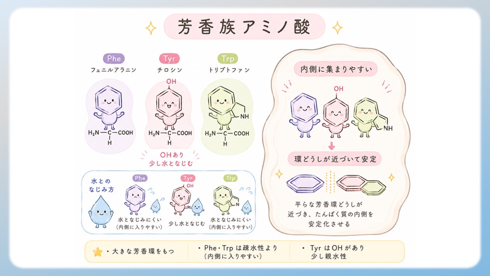 芳香族アミノ酸（ベンゼン環・インドール環）：タフな骨組みについてわかりやすく説明したイラストです。 フェニルアラニン、チロシン、トリプトファン 芳香族アミノ酸は、側鎖に平べったい 芳香環 を持つアミノ酸です。 この輪は水となじみにくい性質を持つため、タンパク質の内側に入り、立体構造を安定させることがあります。 また、芳香環どうしが近づいて重なり合い、構造を支えることもあります。 ただし、チロシンはOH基を持つため、水素結合を作ることもでき、酵素の働きや細胞内シグナルにも関わります。 