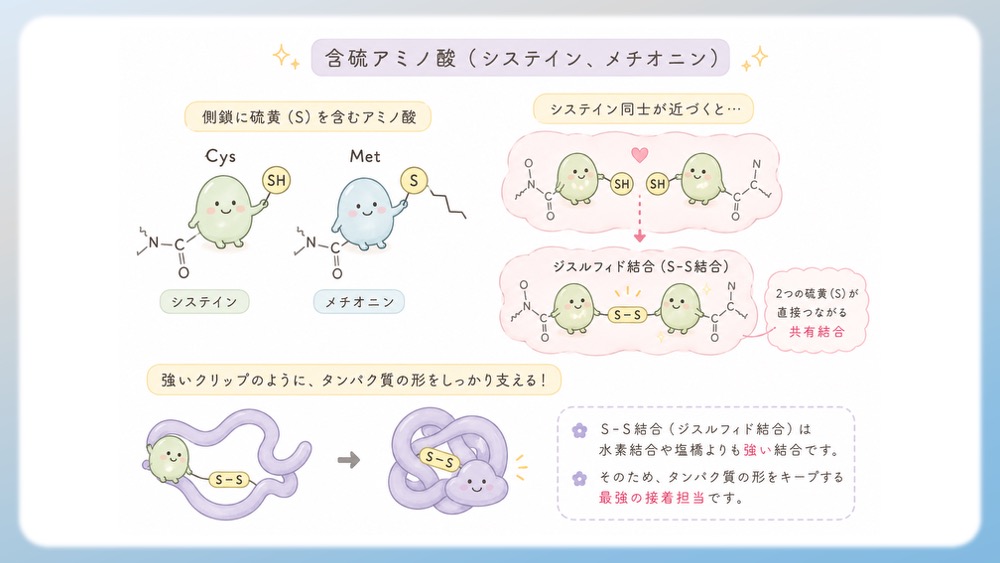 含硫（硫黄 S）アミノ酸について、わかりやすく説明したイラストです。 タンパク質の形は、水素結合や塩橋、疎水性相互作用など、いろいろな力で支えられています。 でも、熱が加わったり、酸性・アルカリ性の環境になったりすると、その形は崩れやすくなります。 そこで登場するのが、硫黄 S を持つアミノ酸です。 特に重要なのが、システインが持つ 「-SH（チオール基）」 という手です。 タンパク質の中で2つのシステインが近くに来ると、硫黄どうしが直接つながり、ジスルフィド結合（S-S結合） を作ることがあります。 このS-S結合は、電子を共有してできる 共有結合 です。 水素結合や塩橋が「マグネットの留め具」だとすると、ジスルフィド結合は、もっとしっかりした 金具のクリップ のような存在です。 そのため、タンパク質の大事な形を、強く支えることができます。 