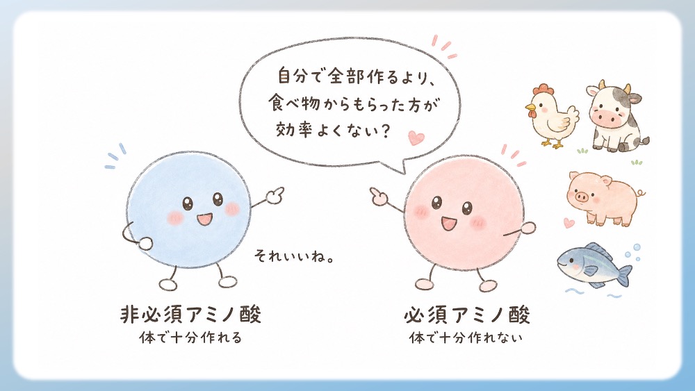 必須アミノ酸と非必須アミノ酸の違いについてわかりやすく説明したイラストです。非必須アミノ酸も、体にとって大事です。 違いはただ1つ。 体の中で作れるかどうか です。 アミノ酸を体内でイチから作るには、たくさんの酵素とエネルギーが必要です。 体にとっては、けっこう手間のかかる作業です。 でも、食べ物の中には、すでにアミノ酸が含まれています。 そこで進化の中で、私たちの体は、 「これ、自分で全部作るより、食べ物からもらった方が効率よくない？」 という方向に進んだと考えられます。 