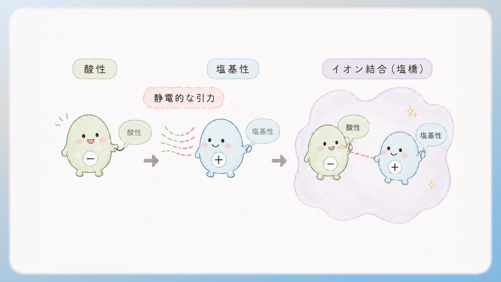 タンパク質の中で「酸性アミノ酸（マイナス）」と「塩基性アミノ酸（プラス）」が近くにいるとどうなるか、わかりやすく説明したイラストです。 プラスとマイナスで引き付け合う「静電的な引力（イオン結合）」が働き、これによって、タンパク質の形をガチッと固定しているんです。ただの丸暗記じゃなくて、化学結合のロジックと繋がると一気に面白くなりますよね。 