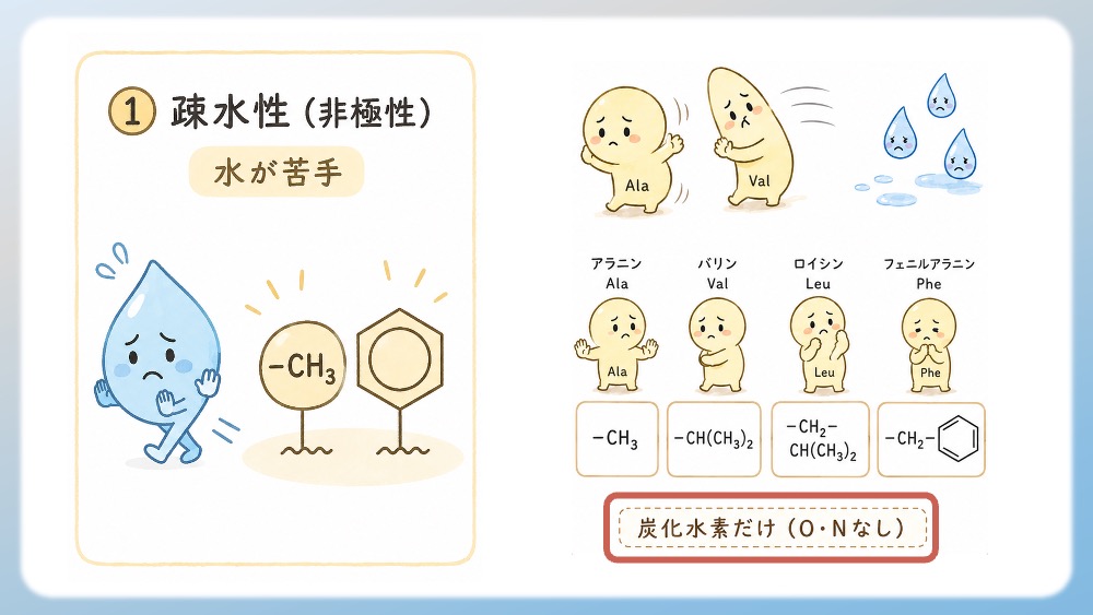 疎水性アミノ酸（水に溶けにくいアミノ酸）について説明したイラストです。側鎖が炭素（C）と水素（H）の組み合わせだけを含む場合、電気的に偏りが生まれないので（非極性）、水に溶けにくくなります。芳香環（ベンゼン環など）を持つと同様に水に溶けにくくなります。以上をわかりやすく表したイラストです。 