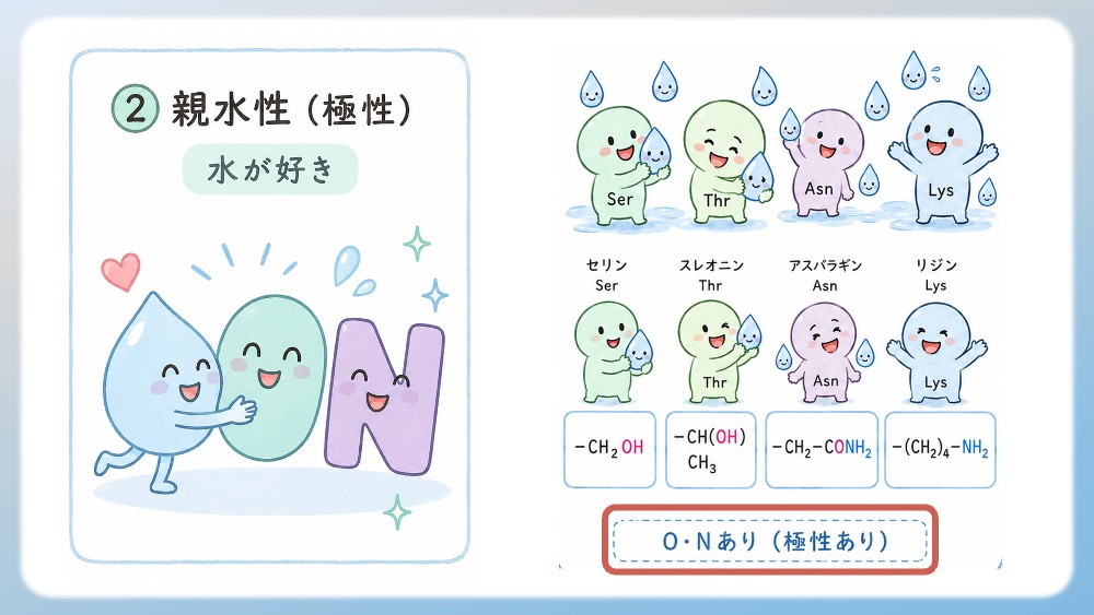 親水性アミノ酸（水に馴染みやすいアミノ酸）についてわかりやすく説明したイラストです。側鎖に酸素（O）や窒素（N）が含まれていて、電気的な偏り（極性）があります。