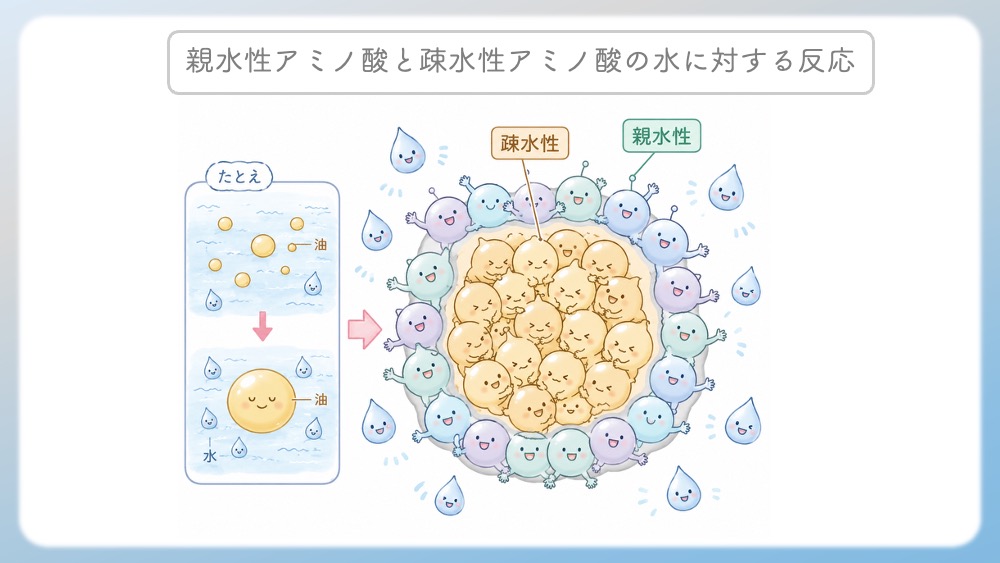 アミノ酸がたくさん繋がって「タンパク質」という立体構造を作るとき、水が嫌いな疎水性のアミノ酸は水から隠れるように内側にギュッと集まり、水が大好きな親水性のアミノ酸は外側に並ぶというルールがあります。 この大雑把な2分割を知るだけで、生物や化学の次のステップ（タンパク質の高次構造）に繋がるストーリーが見えてきてワクワクしてきます。 