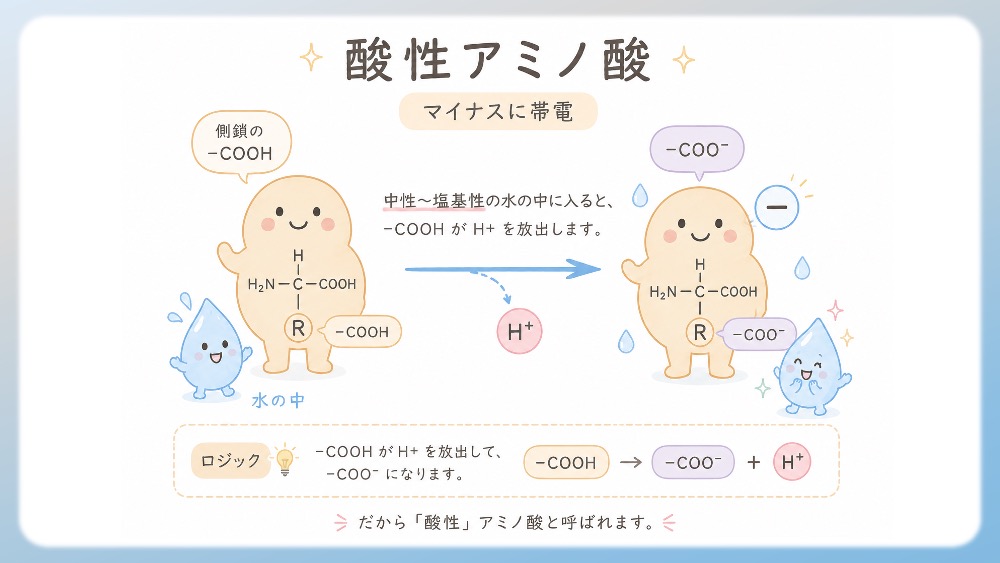 酸性アミノ酸（マイナスに帯電）を説明したわかりやすいイラストです。 特徴：側鎖に、基本フォームとは別枠でさらにカルボキシ基（-COOH）を持つアミノ酸です。 ロジック：水の中に入ると、この余分な -COOH が H+ を放出して、マイナスの電気（-COO-）を帯びます。だから「酸性」アミノ酸と呼ばれます。 