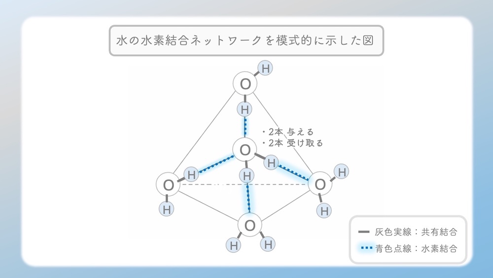水分子同士が水素結合でつながっているイラストです。アミノ酸の性質（親水性・疎水性）を決定づける「電気陰性度」の仕組みを解説した中で、水に溶けるとはどういう現象かを説明するために描いたイラストです。酸素（O）や窒素（N）が電子を惹きつける力の差によって生じる「極性」が、水分子との結合（水和）にどう関わるかを視覚化しました。C-H結合の非極性が生む疎水性相互作用や、セリン等の親水基が水とスクラムを組む様子を、医学・薬学・看護学生向けにわかりやすく図解。国家試験やCBT対策の基礎固めに最適な内容です。