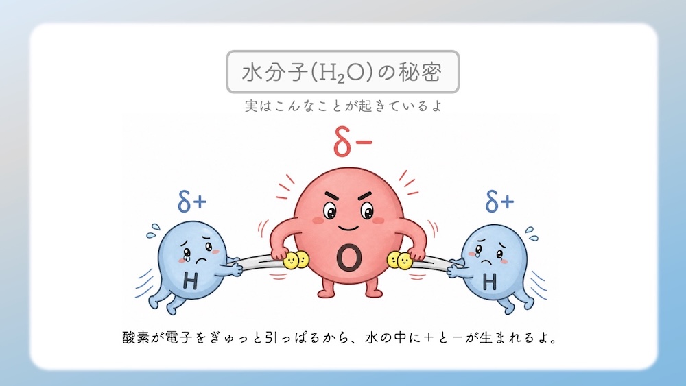 アミノ酸の性質（親水性・疎水性）を決定づける「電気陰性度」の仕組みを解説したイラストです。酸素（O）や窒素（N）が電子を惹きつける力の差によって生じる「極性」が、水分子との結合（水和）にどう関わるかを視覚化しました。C-H結合の非極性が生む疎水性相互作用や、セリン等の親水基が水とスクラムを組む様子を、医学・薬学・看護学生向けにわかりやすく図解。国家試験やCBT対策の基礎固めに最適な内容です。