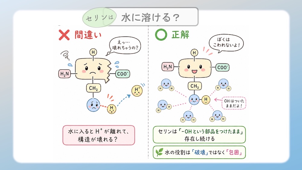 アミノ酸の性質（親水性・疎水性）を決定づける「電気陰性度」の仕組みを解説したイラストです。酸素（O）や窒素（N）が電子を惹きつける力の差によって生じる「極性」が、水分子との結合（水和）にどう関わるかを視覚化しました。C-H結合の非極性が生む疎水性相互作用や、セリン等の親水基が水とスクラムを組む様子を、医学・薬学・看護学生向けにわかりやすく図解。国家試験やCBT対策の基礎固めに最適な内容です。