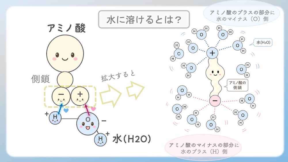 アミノ酸の性質（親水性・疎水性）を決定づける「電気陰性度」の仕組みを解説したイラストです。酸素（O）や窒素（N）が電子を惹きつける力の差によって生じる「極性」が、水分子との結合（水和）にどう関わるかを視覚化しました。C-H結合の非極性が生む疎水性相互作用や、セリン等の親水基が水とスクラムを組む様子を、医学・薬学・看護学生向けにわかりやすく図解。国家試験やCBT対策の基礎固めに最適な内容です。