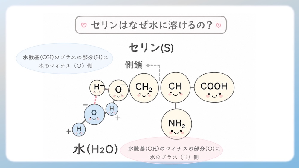 アミノ酸の性質（親水性・疎水性）を決定づける「電気陰性度」の仕組みを解説したイラストです。酸素（O）や窒素（N）が電子を惹きつける力の差によって生じる「極性」が、水分子との結合（水和）にどう関わるかを視覚化しました。C-H結合の非極性が生む疎水性相互作用や、セリン等の親水基が水とスクラムを組む様子を、医学・薬学・看護学生向けにわかりやすく図解。国家試験やCBT対策の基礎固めに最適な内容です。