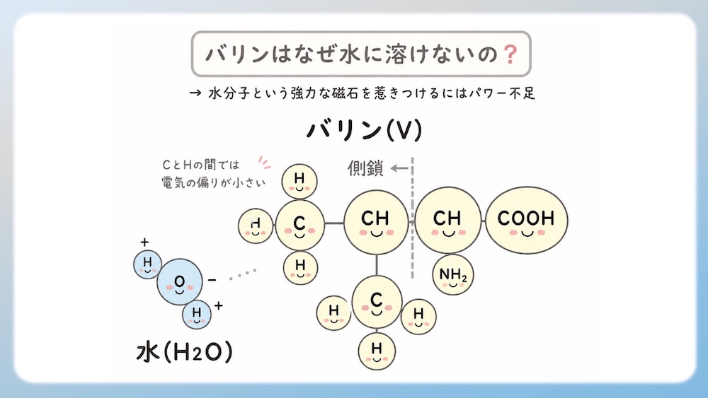 アミノ酸の性質（親水性・疎水性）を決定づける「電気陰性度」の仕組みを解説したイラストです。酸素（O）や窒素（N）が電子を惹きつける力の差によって生じる「極性」が、水分子との結合（水和）にどう関わるかを視覚化しました。C-H結合の非極性が生む疎水性相互作用や、セリン等の親水基が水とスクラムを組む様子を、医学・薬学・看護学生向けにわかりやすく図解。国家試験やCBT対策の基礎固めに最適な内容です。