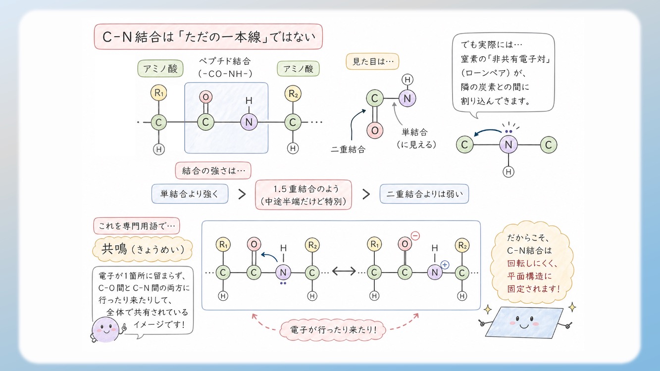 アミノ酸の立体構造とsp3, sp2混成軌道, 1.5重結合の関係を視覚化した解説イラストです。中心のアルファ炭素が形成する正四面体構造や、ペプチド結合における1.5重結合（sp2共鳴）による平面性の仕組みを、初心者でも直感的に理解できるよう図解しています。CBTや国家試験対策で重要な『なぜ回転できないのか』という化学的根拠を明確に表現しており、生化学の学習効率を高める教材・ブログ素材として最適です。
