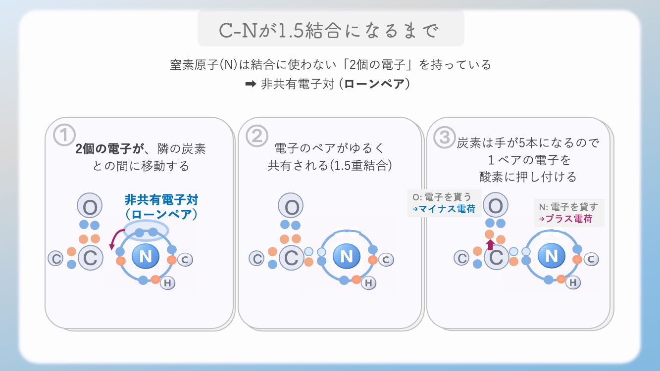 アミノ酸の立体構造とsp3, sp2混成軌道, 1.5重結合の関係を視覚化した解説イラストです。中心のアルファ炭素が形成する正四面体構造や、ペプチド結合における1.5重結合（sp2共鳴）による平面性の仕組みを、初心者でも直感的に理解できるよう図解しています。CBTや国家試験対策で重要な『なぜ回転できないのか』という化学的根拠を明確に表現しており、生化学の学習効率を高める教材・ブログ素材として最適です。