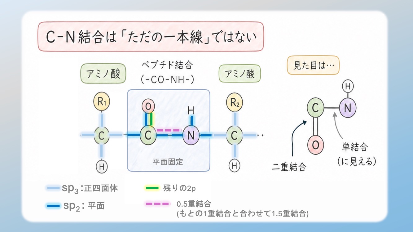 アミノ酸の立体構造とsp3, sp2混成軌道, 1.5重結合の関係を視覚化した解説イラストです。中心のアルファ炭素が形成する正四面体構造や、ペプチド結合における1.5重結合（sp2共鳴）による平面性の仕組みを、初心者でも直感的に理解できるよう図解しています。CBTや国家試験対策で重要な『なぜ回転できないのか』という化学的根拠を明確に表現しており、生化学の学習効率を高める教材・ブログ素材として最適です。