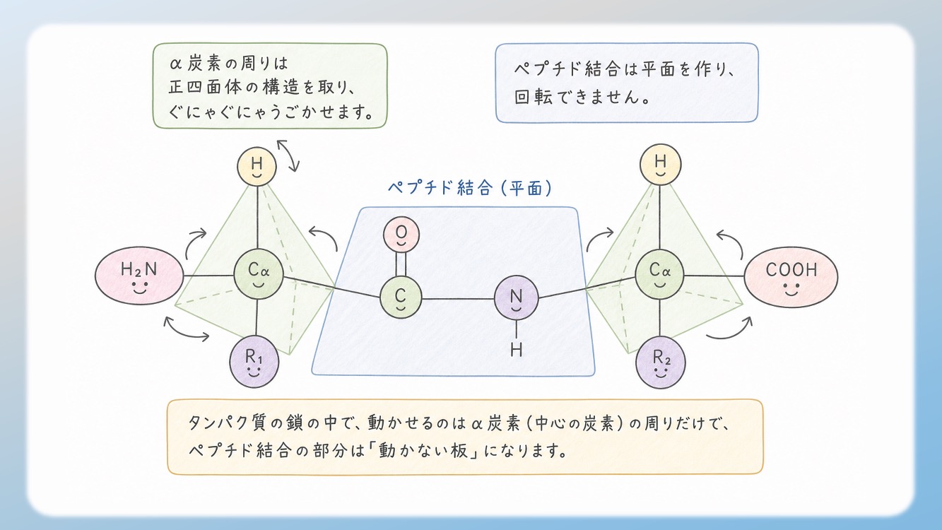 アミノ酸の立体構造とsp3, sp2混成軌道, 1.5重結合の関係を視覚化した解説イラストです。中心のアルファ炭素が形成する正四面体構造や、ペプチド結合における1.5重結合（sp2共鳴）による平面性の仕組みを、初心者でも直感的に理解できるよう図解しています。CBTや国家試験対策で重要な『なぜ回転できないのか』という化学的根拠を明確に表現しており、生化学の学習効率を高める教材・ブログ素材として最適です。
