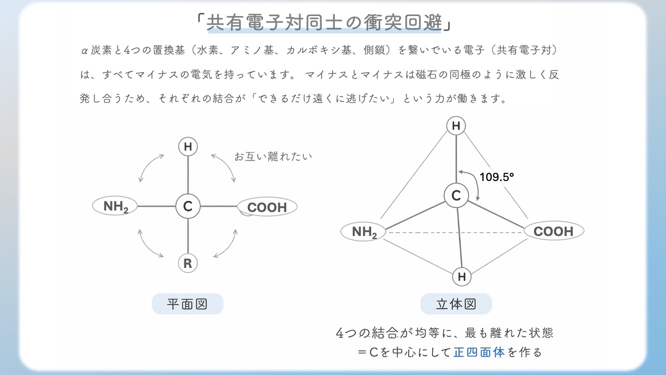 アミノ酸の立体構造とsp3, sp2混成軌道, 1.5重結合の関係を視覚化した解説イラストです。中心のアルファ炭素が形成する正四面体構造や、ペプチド結合における1.5重結合（sp2共鳴）による平面性の仕組みを、初心者でも直感的に理解できるよう図解しています。CBTや国家試験対策で重要な『なぜ回転できないのか』という化学的根拠を明確に表現しており、生化学の学習効率を高める教材・ブログ素材として最適です。
