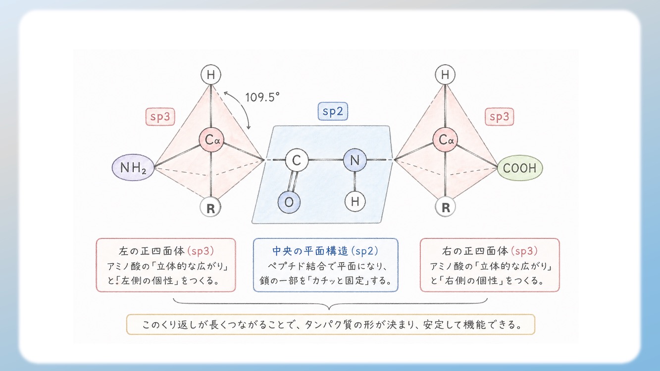 アミノ酸の立体構造とsp3, sp2混成軌道, 1.5重結合の関係を視覚化した解説イラストです。中心のアルファ炭素が形成する正四面体構造や、ペプチド結合における1.5重結合（sp2共鳴）による平面性の仕組みを、初心者でも直感的に理解できるよう図解しています。CBTや国家試験対策で重要な『なぜ回転できないのか』という化学的根拠を明確に表現しており、生化学の学習効率を高める教材・ブログ素材として最適です。