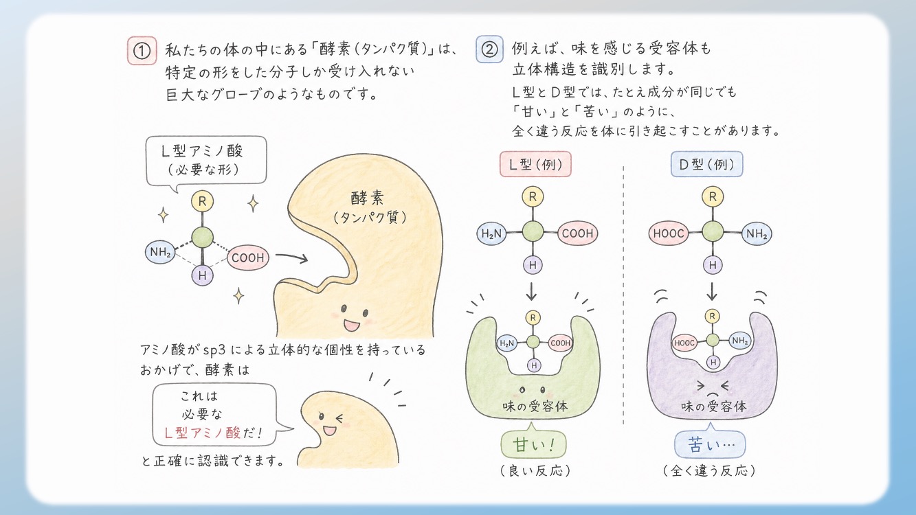 アミノ酸の立体構造とsp3, sp2混成軌道, 1.5重結合の関係を視覚化した解説イラストです。中心のアルファ炭素が形成する正四面体構造や、ペプチド結合における1.5重結合（sp2共鳴）による平面性の仕組みを、初心者でも直感的に理解できるよう図解しています。CBTや国家試験対策で重要な『なぜ回転できないのか』という化学的根拠を明確に表現しており、生化学の学習効率を高める教材・ブログ素材として最適です。