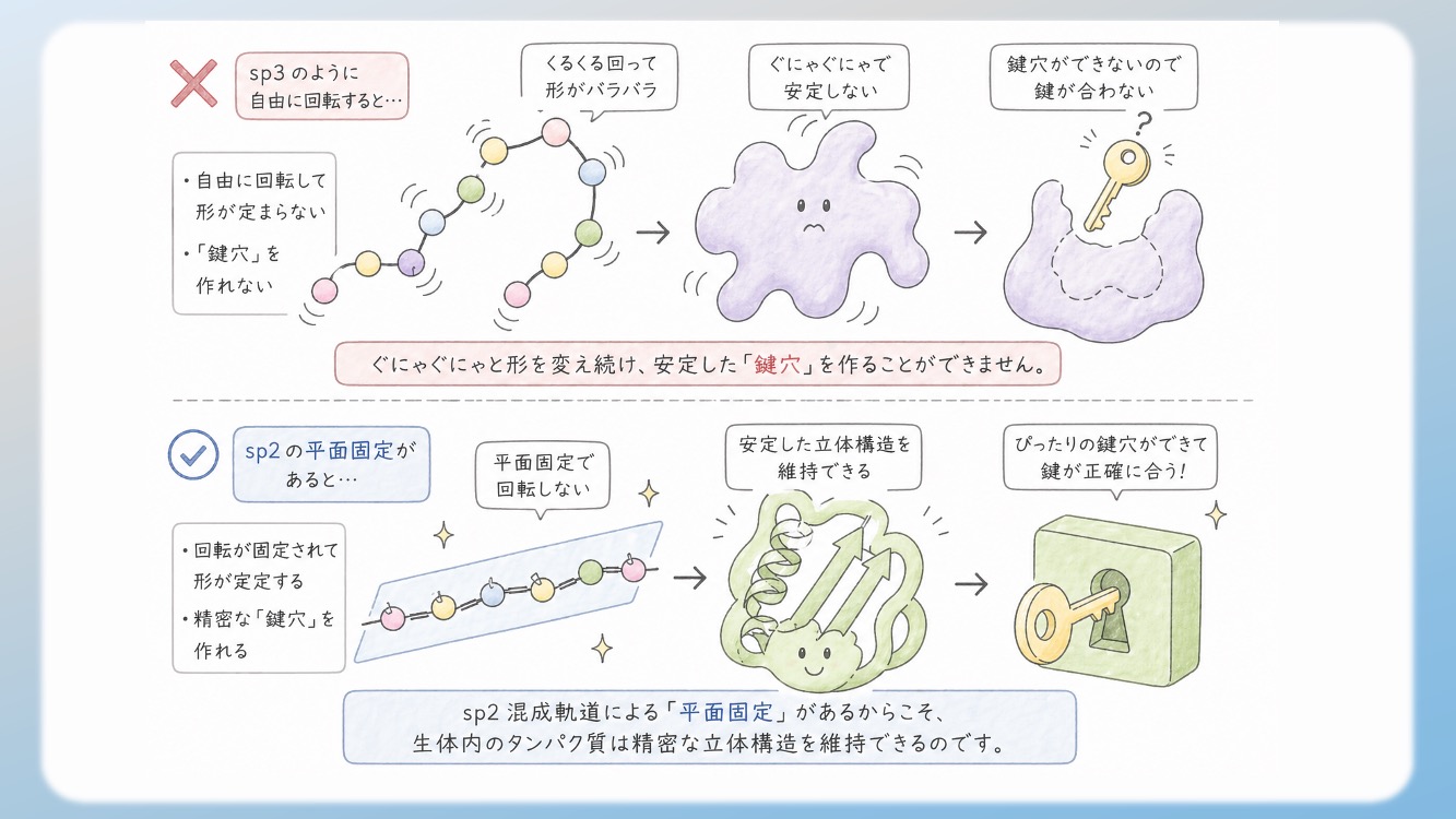 アミノ酸の立体構造とsp3, sp2混成軌道, 1.5重結合の関係を視覚化した解説イラストです。中心のアルファ炭素が形成する正四面体構造や、ペプチド結合における1.5重結合（sp2共鳴）による平面性の仕組みを、初心者でも直感的に理解できるよう図解しています。CBTや国家試験対策で重要な『なぜ回転できないのか』という化学的根拠を明確に表現しており、生化学の学習効率を高める教材・ブログ素材として最適です。