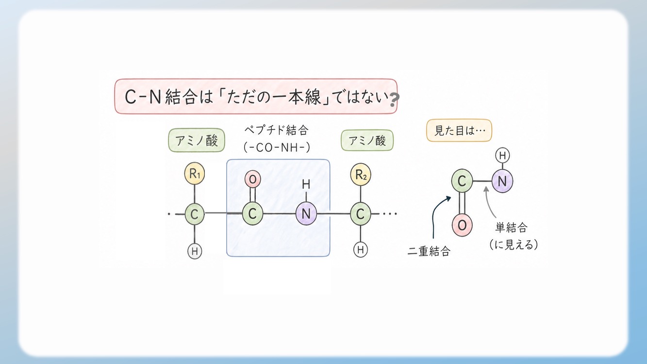 アミノ酸の立体構造とsp3, sp2混成軌道, 1.5重結合の関係を視覚化した解説イラストです。中心のアルファ炭素が形成する正四面体構造や、ペプチド結合における1.5重結合（sp2共鳴）による平面性の仕組みを、初心者でも直感的に理解できるよう図解しています。CBTや国家試験対策で重要な『なぜ回転できないのか』という化学的根拠を明確に表現しており、生化学の学習効率を高める教材・ブログ素材として最適です。