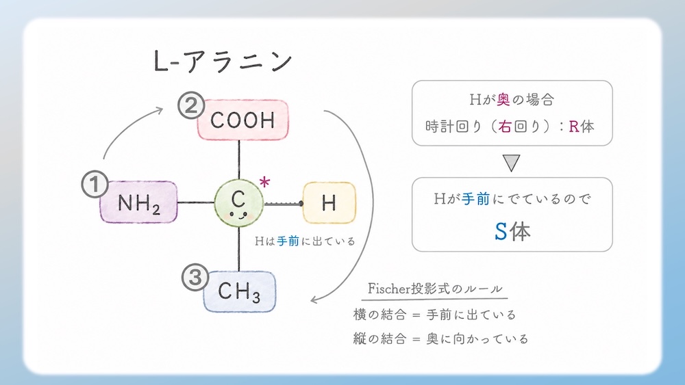 多くのアミノ酸がS体である中、なぜL-システインだけがR体なのか？その理由を、原子番号に基づいた優先順位の逆転現象から論理的に図解します。さらに、受験生が視覚的錯覚で間違えやすいL-トレオニン（2S, 3R）の複雑なRS判定プロセスも徹底解説。L体・D体表記では区別しきれない不斉炭素の本質を解き明かし、丸暗記を脱却して試験で確実に得点するための『一生モノの判定ロジック』を視認性高くまとめた決定版です。