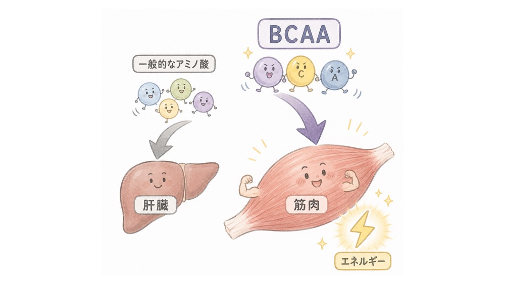 一般的なアミノ酸は肝臓で代謝される一方、BCAAは肝臓をすり抜けて骨格筋で代謝されることを示したイラスト。BCAA代謝の特徴を直感的に理解できます。