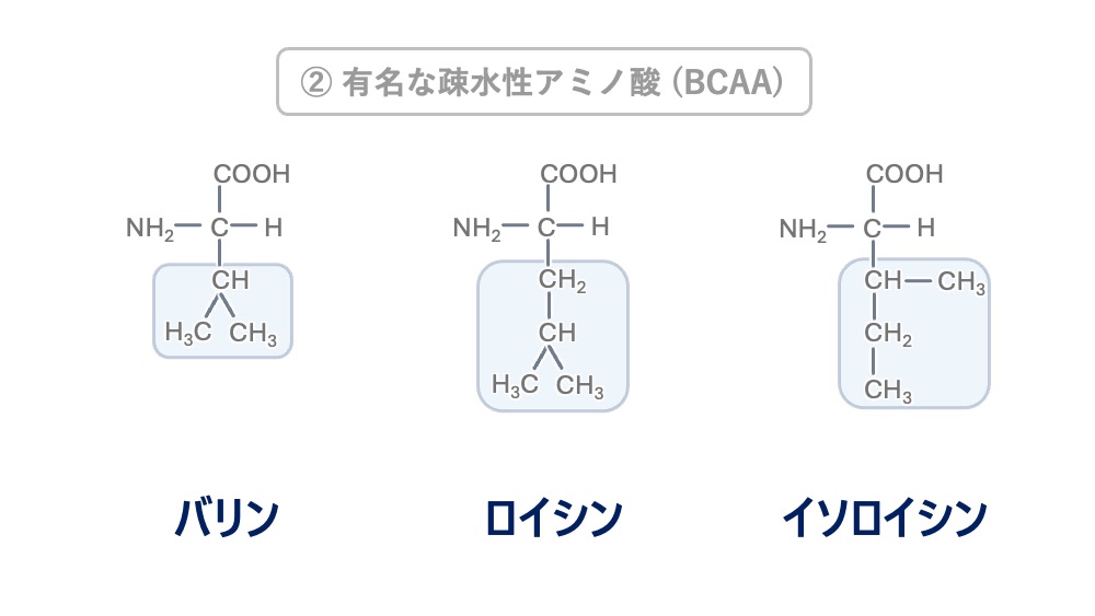 代表的な疎水性アミノ酸であるBCAA、バリン・ロイシン・イソロイシンの構造式を比較したイラスト。分枝鎖構造と疎水性の覚え方に役立ちます。