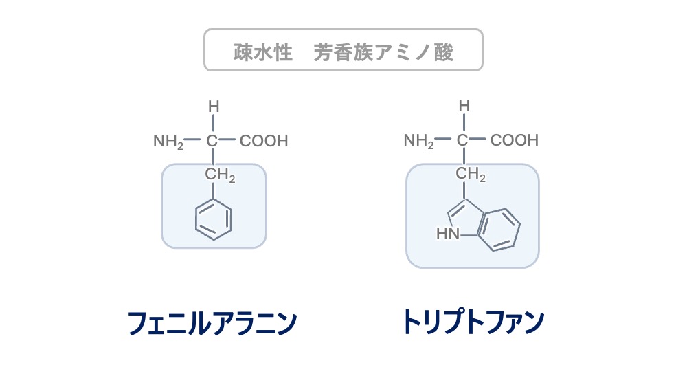 疎水性芳香族アミノ酸であるフェニルアラニンとトリプトファンの構造式を比較したイラスト。大きな芳香環が疎水性に関係することを学べます。