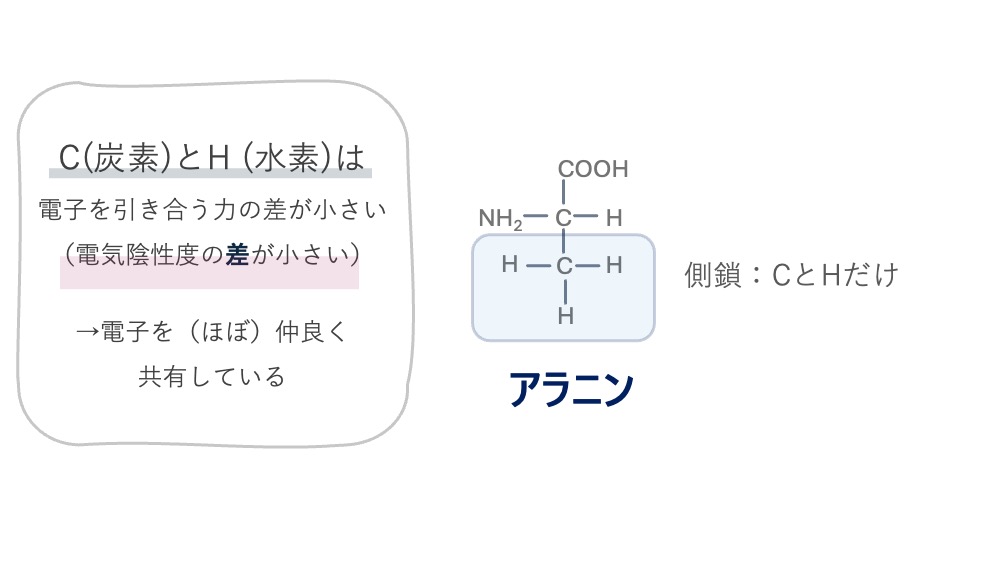 アラニンの構造式と側鎖の性質を示した図。アラニンの側鎖（メチル基）は炭素（C）と水素（H）で構成されています。CとHは電気陰性度の差が小さく電子を均等に共有するため、電荷の偏りがなく「非極性（疎水性）」に分類される理由をわかりやすく解説しています。