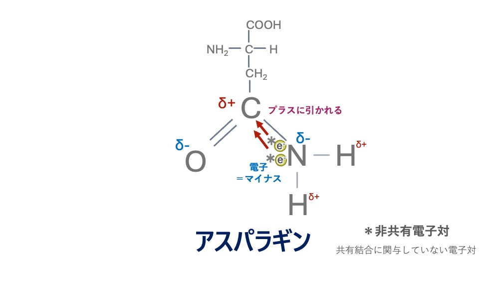 アスパラギン側鎖のアミド基がプロトン化（荷電）しない理由を示した図。Nの非共有電子対が隣接するプラス寄り（δ+）のCへ引き寄せられることで共鳴が生じ、アミド基全体の安定化に寄与しています。通常のアミノ基のようにH⁺を受け取ってNH₃⁺にならず、生理的pHで「無電荷」のまま維持される仕組みが分かります。 