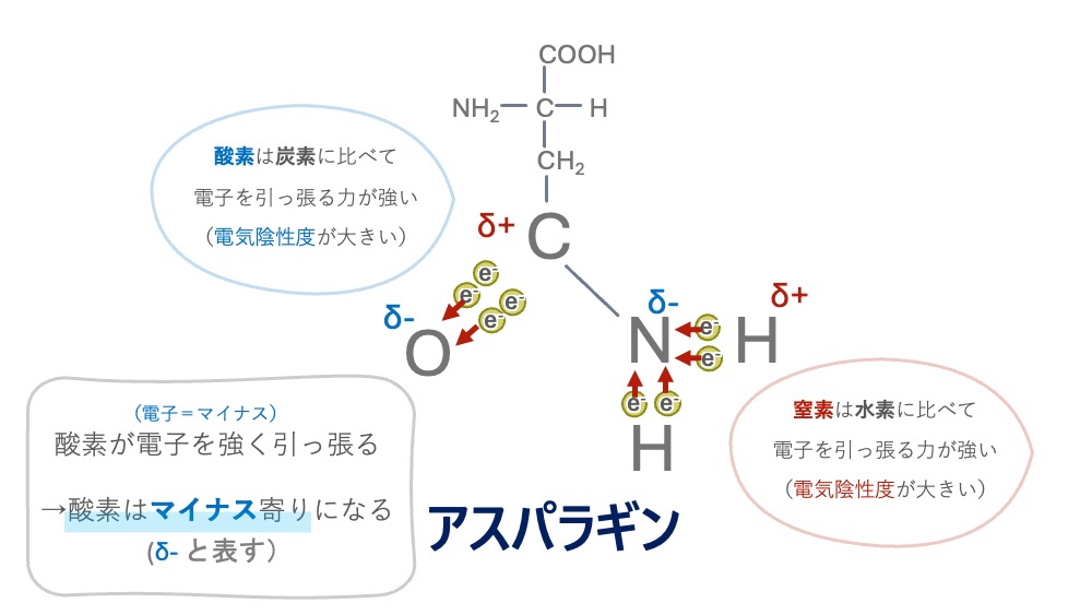 アスパラギンの構造式とアミド基側鎖における極性の仕組みを示した図。C=O結合では電気陰性度の大きいOがマイナス寄り（δ-）・Cがプラス寄り（δ+）に偏り、NH₂基ではNがマイナス寄り（δ-）・Hがプラス寄り（δ+）になる理由を解説しています。側鎖内に複数の部分電荷を持つ「極性」の性質が直感的に理解できます。