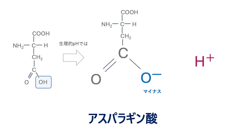 アスパラギン酸の構造式と生理的pHにおける荷電状態を示した図。側鎖のカルボキシ基が完全に解離して−COO⁻とH⁺に分かれ、正味の負電荷（−1）を持つ仕組みを解説しています。正式な電荷（イオン）を持つことで水分子と非常に強力に相互作用し、極めて高い親水性（強い極性）を示す理由が直感的に理解できます。 