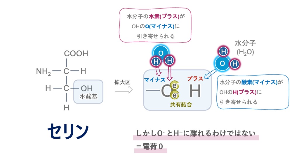 セリンの構造式と水酸基（-OH）の極性・水和を示した図。酸素（O）と水素（H）の電気陰性度の差からOがδ-、Hがδ+の偏り（極性）を持ち、水分子と水素結合を形成する仕組みを解説しています。共有結合のまま離れないため正味の電荷はゼロであり、「極性・無電荷」に分類される理由が直感的にわかります。 
